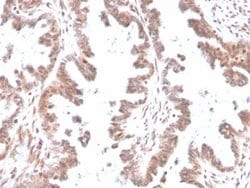 GDF-9 Antibody (GDF9/4261) - Azide and BSA Free, Novus Biologicals 100 &mu;g | Buy Online | Novus Biologicals | Fisher Scientific